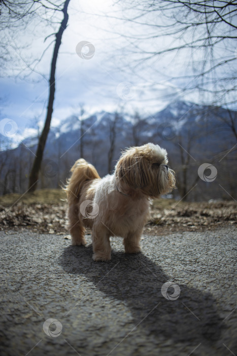 Скачать прогулки с собакой ши-тцу фотосток Ozero
