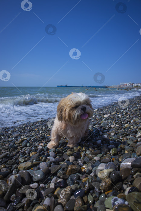 Скачать собака ши тцу отдыхает фотосток Ozero