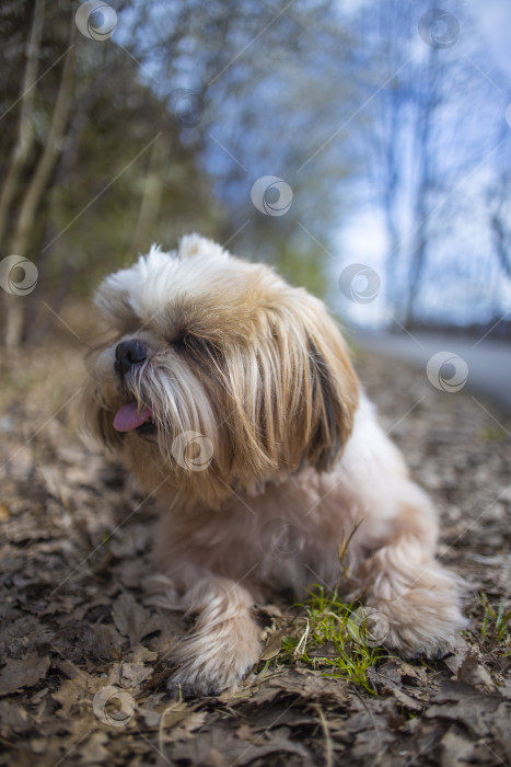 Скачать собака ши тцу гуляет фотосток Ozero