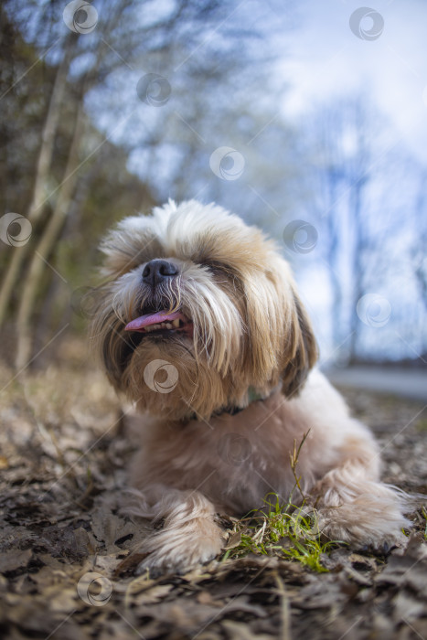 Скачать прогулки с собакой ши-тцу фотосток Ozero