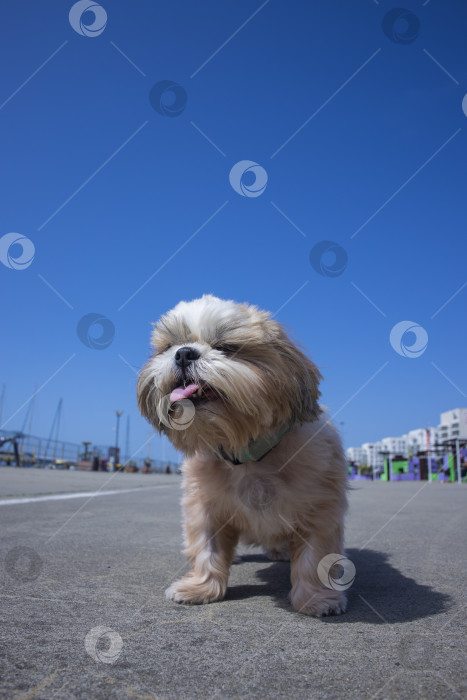 Скачать собака ши-тцу отдыхает на пляже фотосток Ozero