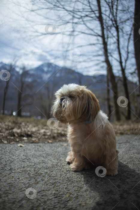 Скачать собака ши тцу гуляет фотосток Ozero