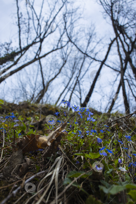 Скачать цветы фотосток Ozero