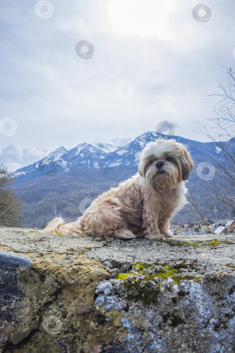 Скачать собака ши тцу гуляет фотосток Ozero