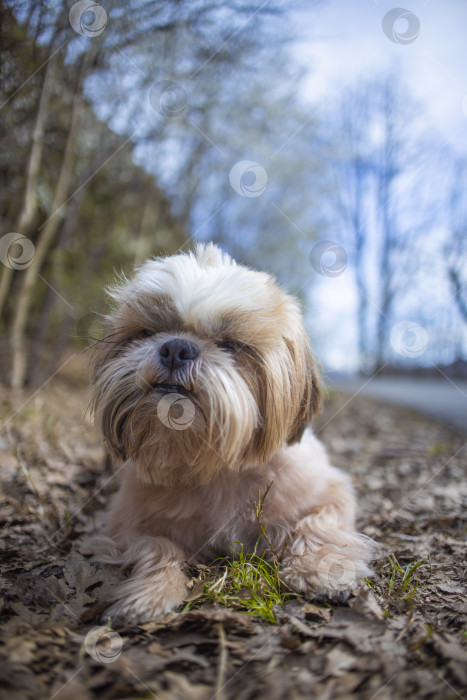 Скачать собака ши тцу гуляет фотосток Ozero