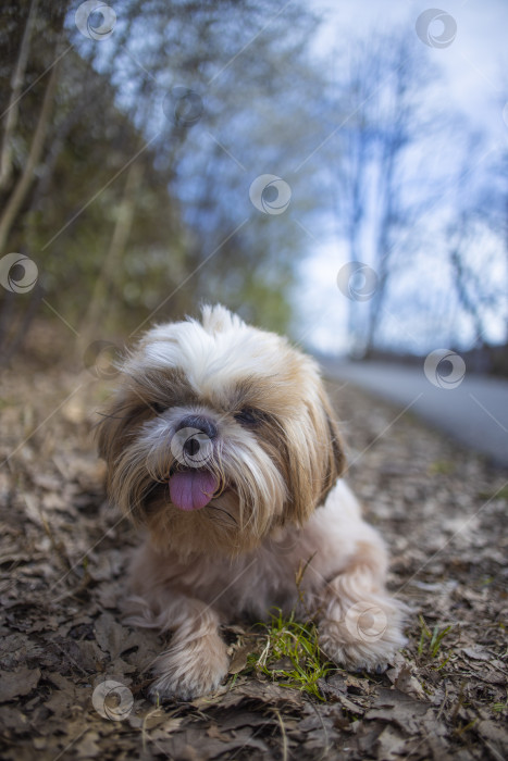 Скачать собака ши тцу гуляет фотосток Ozero
