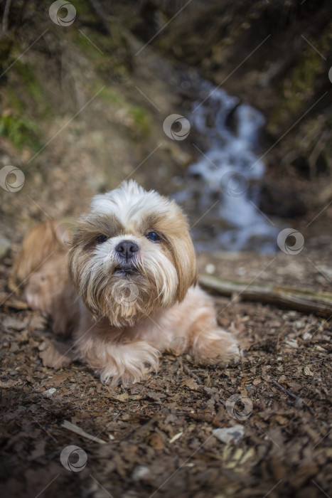 Скачать собака ши тцу гуляет фотосток Ozero