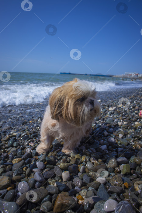 Скачать собака ши-тцу отдыхает на пляже фотосток Ozero