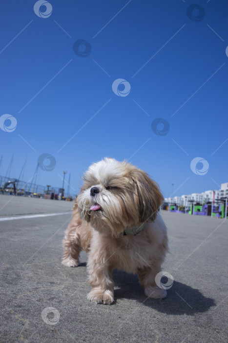 Скачать собака ши тцу отдыхает фотосток Ozero