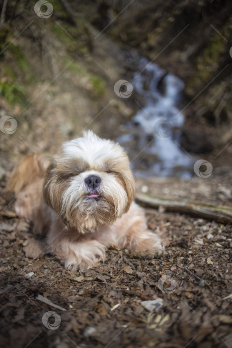 Скачать прогулки с собакой ши-тцу фотосток Ozero