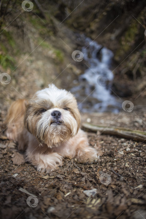 Скачать собака ши тцу гуляет фотосток Ozero