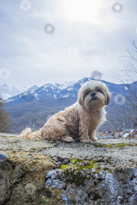 Скачать собака ши тцу гуляет фотосток Ozero
