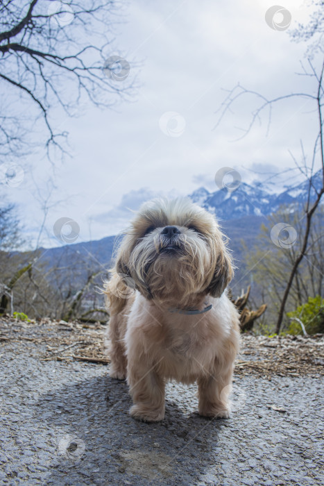 Скачать прогулки с собакой ши-тцу фотосток Ozero