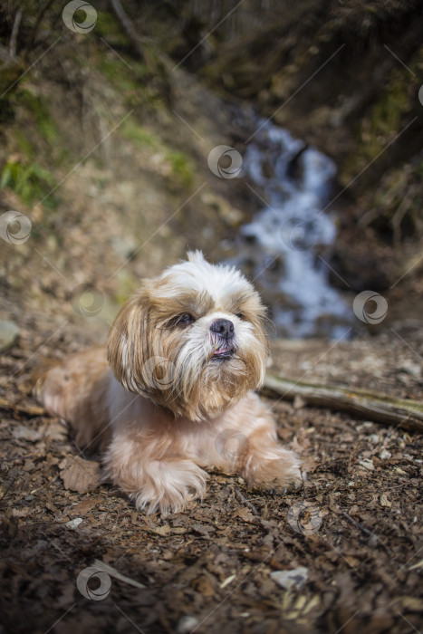 Скачать прогулки с собакой ши-тцу фотосток Ozero