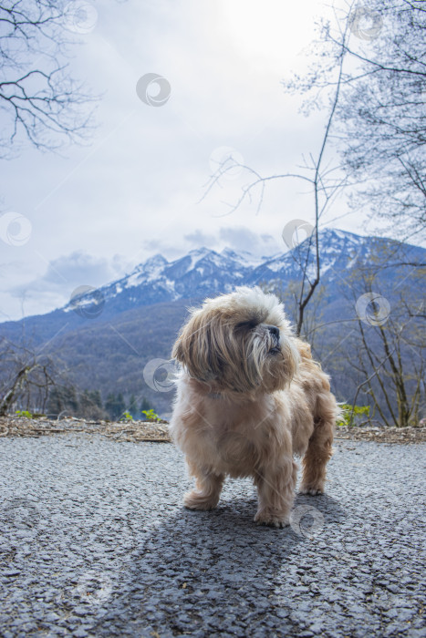 Скачать прогулки с собакой ши-тцу фотосток Ozero