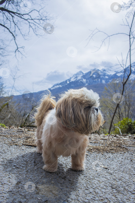 Скачать собака ши тцу гуляет фотосток Ozero