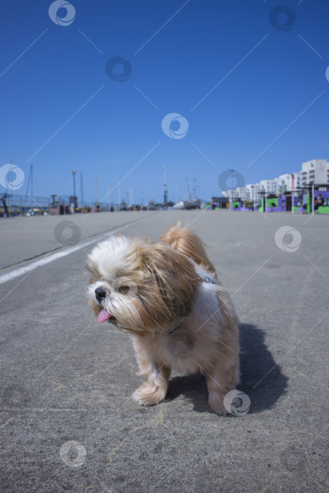 Скачать собака ши тцу отдыхает на пляже фотосток Ozero