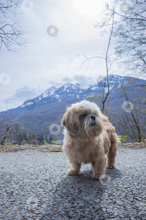 Скачать прогулки с собакой ши-тцу фотосток Ozero