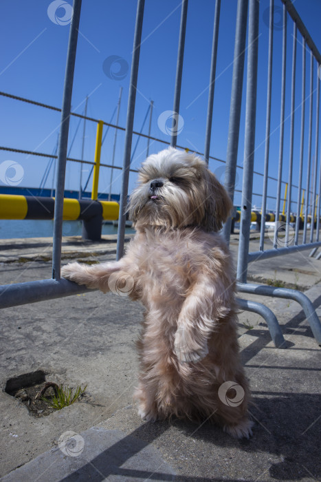 Скачать собака ши тцу отдыхает фотосток Ozero