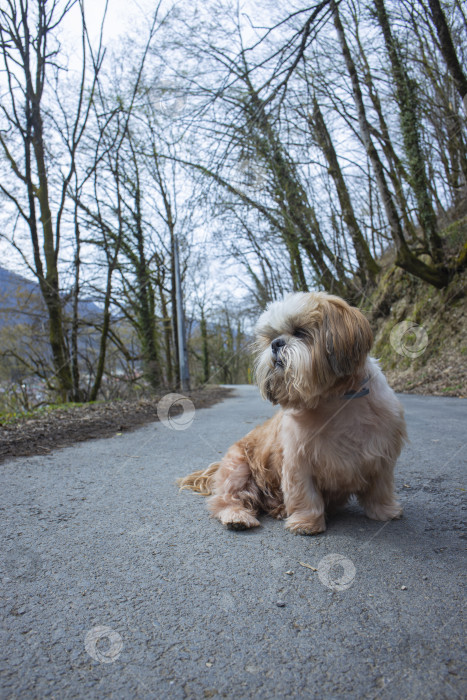 Скачать собака ши тцу гуляет фотосток Ozero