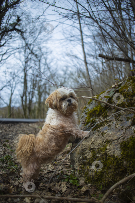 Скачать прогулки с собакой ши-тцу фотосток Ozero