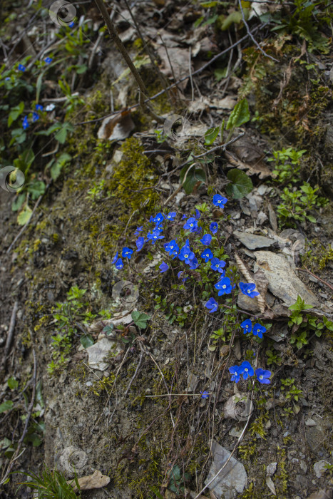 Скачать цветы фотосток Ozero