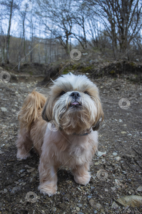 Скачать собака ши тцу гуляет фотосток Ozero