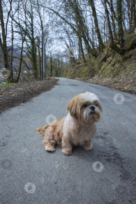 Скачать прогулки с собакой ши-тцу фотосток Ozero