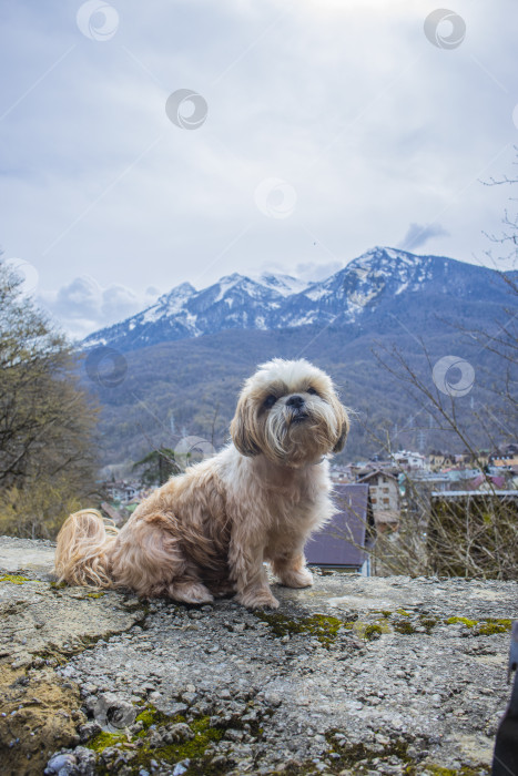 Скачать собака ши тцу гуляет фотосток Ozero