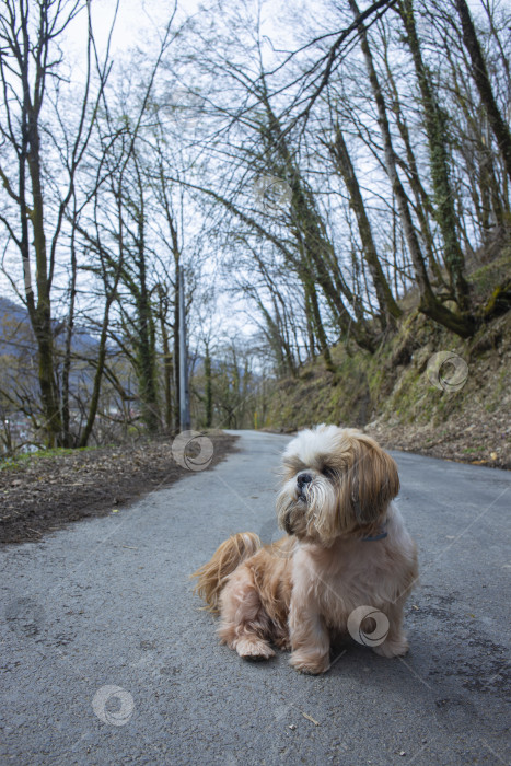 Скачать собака ши тцу гуляет фотосток Ozero