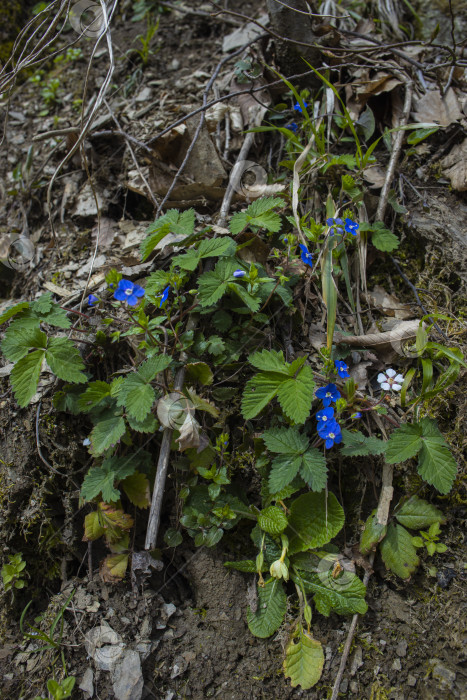 Скачать цветы растущие в горах фотосток Ozero