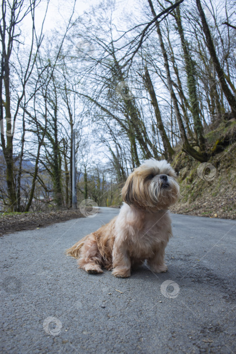 Скачать собака ши тцу гуляет фотосток Ozero