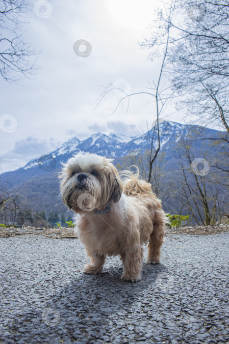 Скачать собака ши тцу гуляет фотосток Ozero