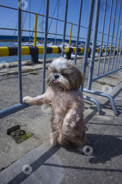 Скачать собака ши-тцу отдыхает на пляже фотосток Ozero