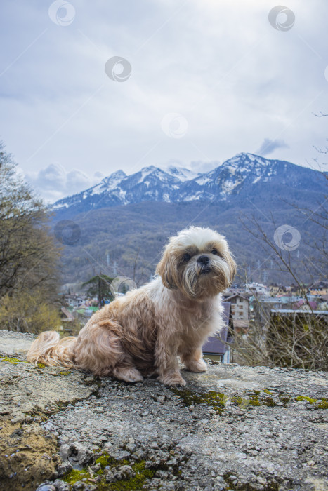 Скачать прогулки с собакой ши-тцу фотосток Ozero