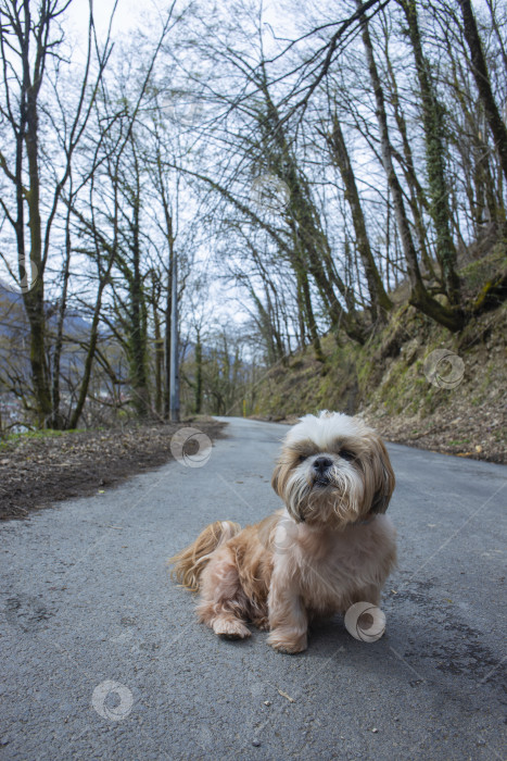 Скачать прогулки с собакой ши-тцу фотосток Ozero