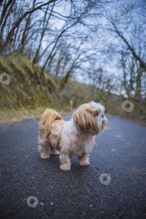 Скачать прогулки с собакой ши-тцу фотосток Ozero