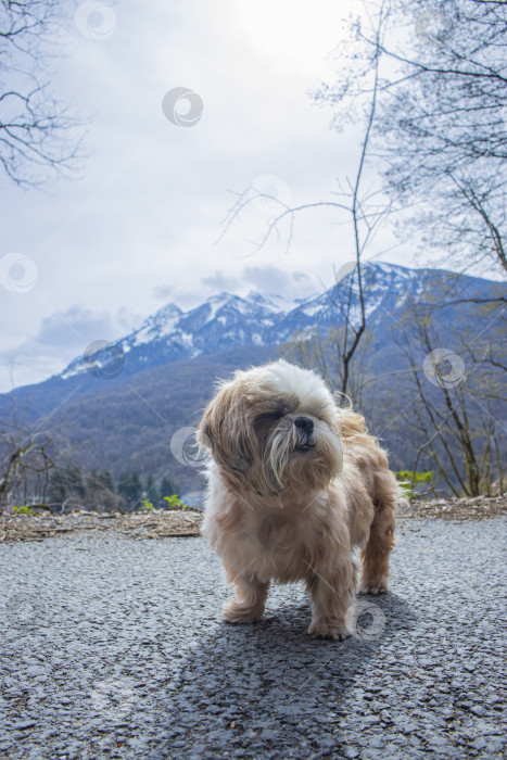 Скачать собака ши тцу гуляет фотосток Ozero