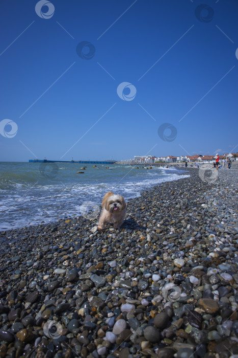 Скачать собака ши-тцу расслабляется фотосток Ozero