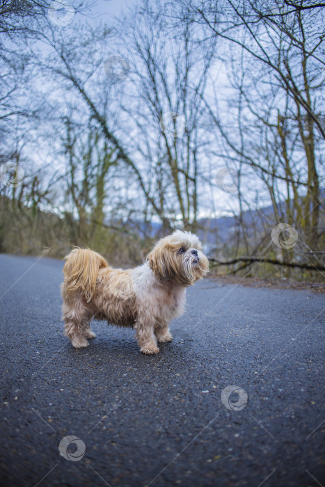 Скачать собака ши тцу гуляет фотосток Ozero