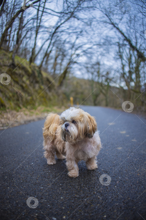 Скачать собака ши тцу гуляет фотосток Ozero