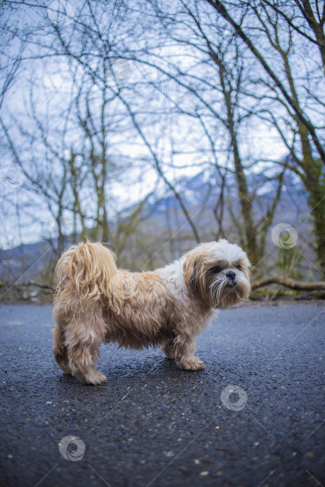 Скачать собака ши тцу гуляет фотосток Ozero
