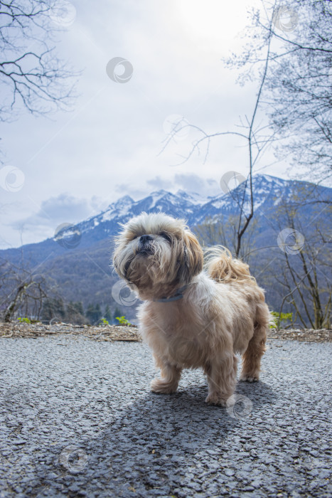 Скачать собака ши тцу гуляет фотосток Ozero