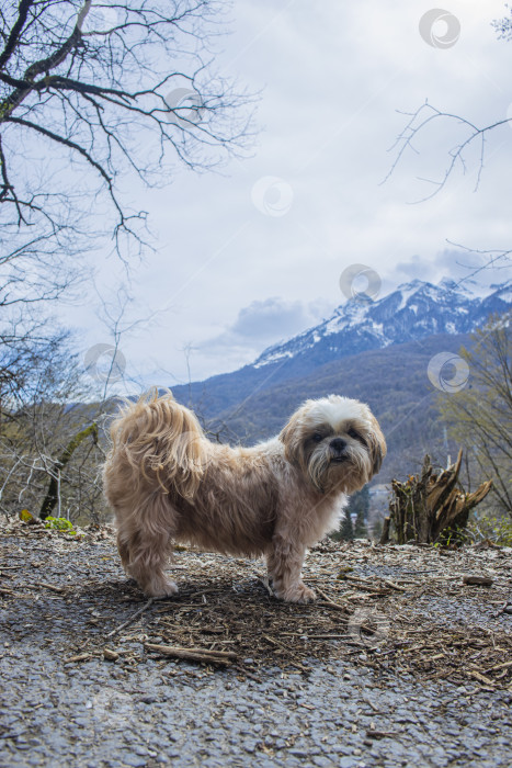 Скачать прогулки с собакой ши-тцу фотосток Ozero