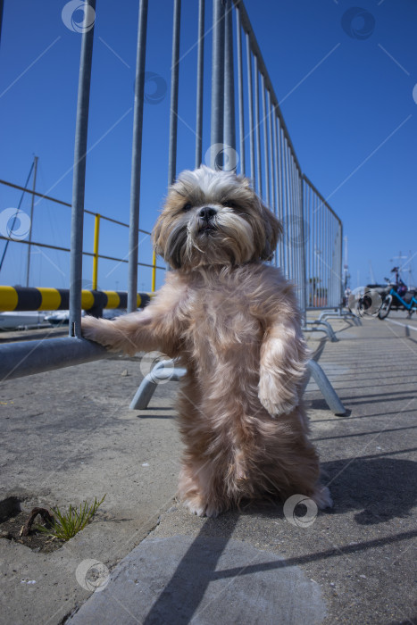 Скачать собака ши тцу отдыхает фотосток Ozero