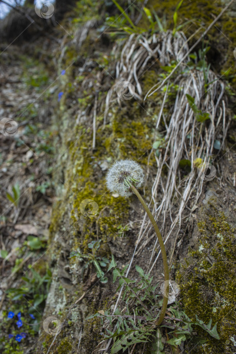 Скачать цветы фотосток Ozero