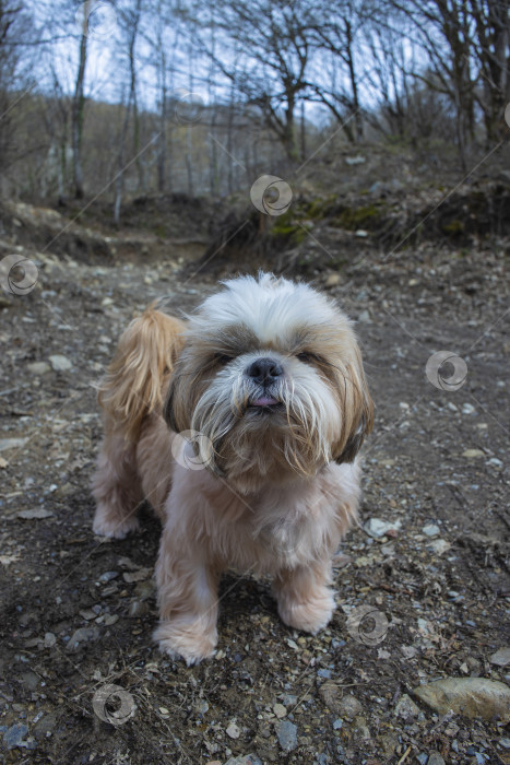 Скачать прогулки с собакой ши-тцу фотосток Ozero