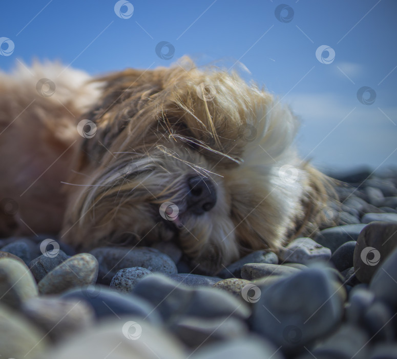 Скачать собака ши тцу отдыхает фотосток Ozero