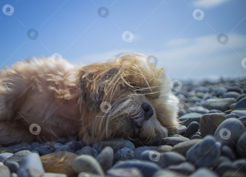 Скачать собака ши-тцу отдыхает на пляже фотосток Ozero