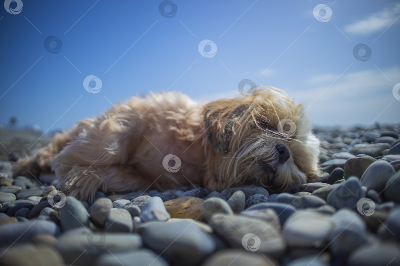 Скачать собака ши-тцу отдыхает на пляже фотосток Ozero
